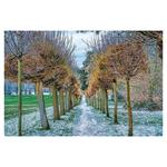 Nástenný kalendár 2026 - Aleje