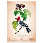 Nástenný kalendár 2026 - Aviarium