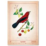 Nástenný kalendár 2026 - Aviarium