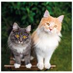 Nástenný kalendár 2026 - Cats