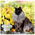 Nástenný kalendár 2026 - Cats