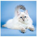 Nástenný kalendár 2026 - Cats