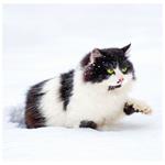 Nástenný kalendár 2026 - Cats