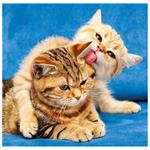 Nástenný kalendár 2026 - Cats