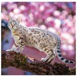 Nástenný kalendár 2026 - Cats