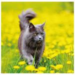 Nástenný kalendár 2026 - Cats