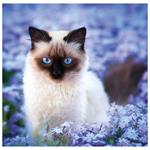 Nástenný kalendár 2026 - Cats