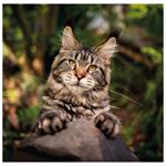 Nástenný kalendár 2026 - Cats