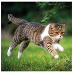 Nástenný kalendár 2026 - Cats