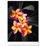 Nástenný kalendár 2026 - Colour Art