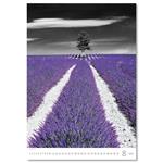 Nástenný kalendár 2026 - Colour Art