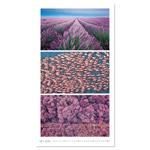 Nástenný kalendár 2026 - Colours