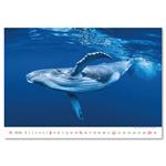 Nástenný kalendár 2026 - Deep Blue