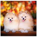 Nástenný kalendár 2026 - Dogs