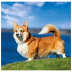 Nástenný kalendár 2026 - Dogs