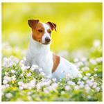 Nástenný kalendár 2026 - Dogs