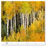 Nástenný kalendár 2026 - Forest/Wald/Les