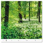 Nástenný kalendár 2026 - Forest/Wald/Les