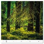 Nástenný kalendár 2026 - Forest/Wald/Les