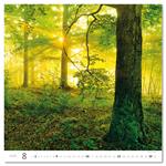 Nástenný kalendár 2026 - Forest/Wald/Les