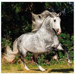 Nástenný kalendár 2026 - Horses