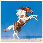 Nástenný kalendár 2026 - Horses