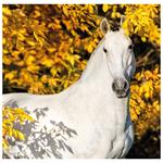 Nástenný kalendár 2026 - Horses