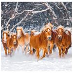 Nástenný kalendár 2026 - Horses