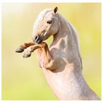 Nástenný kalendár 2026 - Horses