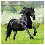 Nástenný kalendár 2026 - Horses