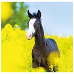 Nástenný kalendár 2026 - Horses