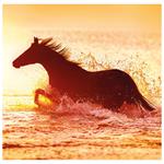 Nástenný kalendár 2026 - Horses