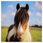 Nástenný kalendár 2026 Kone