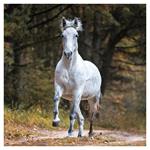 Nástenný kalendár 2026 Kone