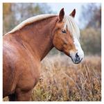 Nástenný kalendár 2026 Kone