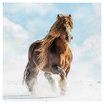 Nástenný kalendár 2026 Kone