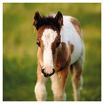 Nástenný kalendár 2026 Kone