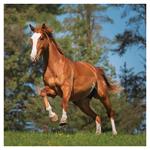 Nástenný kalendár 2026 Kone