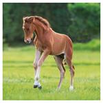 Nástenný kalendár 2026 Kone