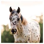 Nástenný kalendár 2026 Kone