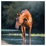 Nástenný kalendár 2026 Kone