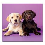 Nástenný kalendár 2026 Kravata - Maznáčikovia