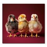 Nástenný kalendár 2026 Kravata - Maznáčikovia