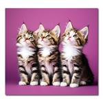 Nástenný kalendár 2026 Kravata - Maznáčikovia