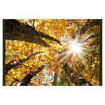 Nástenný kalendár 2026 Les