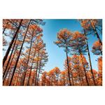 Nástenný kalendár 2026 Les