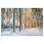 Nástenný kalendár 2026 Les