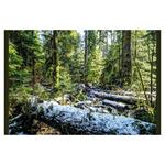 Nástenný kalendár 2026 Les