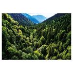 Nástenný kalendár 2026 Les