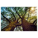 Nástenný kalendár 2026 Les